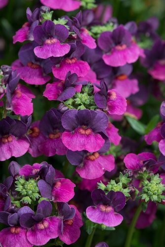 Nemesia Lady Lisa Jumbo Six Pack