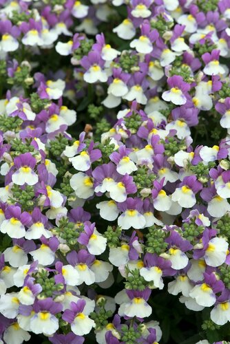 Nemesia Lavender White Bicolour 1 Litre