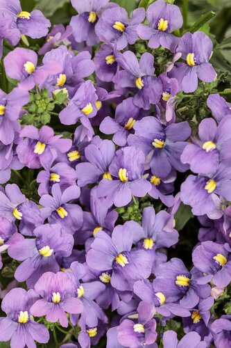 Nemesia Myrtille Jumbo Six Pack