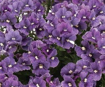 Nemesia Myrtille Jumbo Six Pack