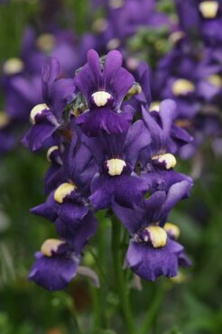 Nemesia nuvo Blue 1.5 Litre