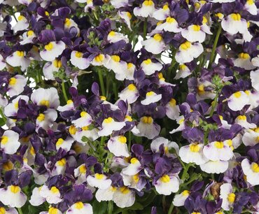 Nemesia nuvo Burgundy Bicolor 1.5 Litre