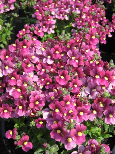 Nemesia nuvo Carmine 1.5 Litre