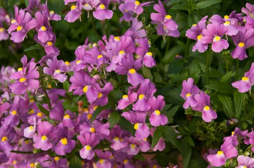 Nemesia nuvo Rose 1.5 Litre