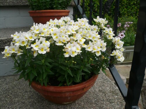 Nemesia nuvo White 1.5 Litre