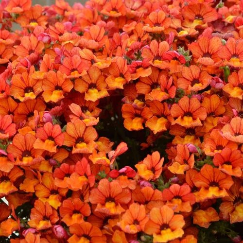 Nemesia Orange 1 Litre