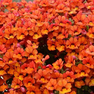Nemesia Orange 1 Litre