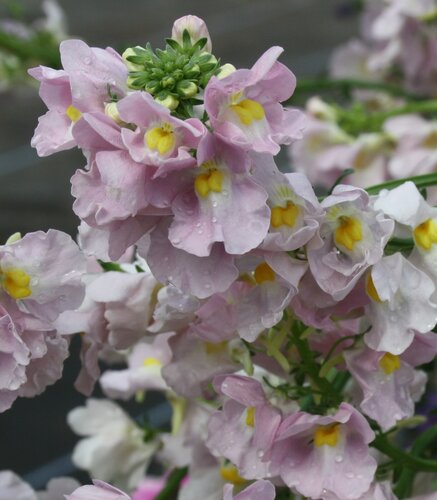 Nemesia Peaches 'n' Cream 2 Litre