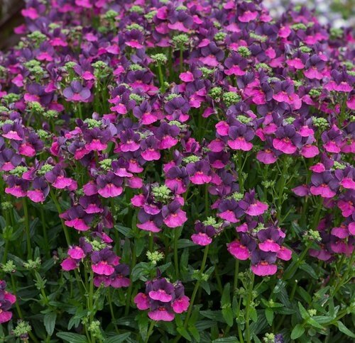 Nemesia Pink Purple Bicolour 1 Litre
