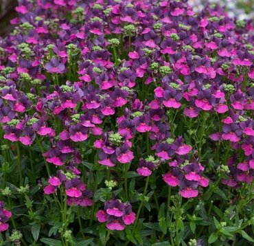 Nemesia Pink Purple Bicolour 1 Litre