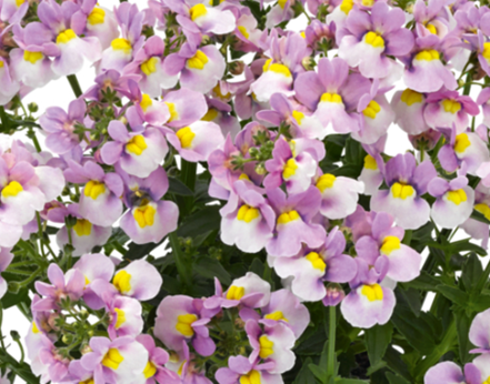 Nemesia Pink White Bicolour 1 Litre