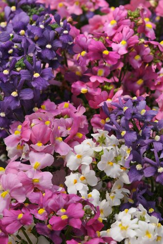 Nemesia Poetry Mixed Six Pack