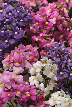 Nemesia Poetry Mixed Six Pack
