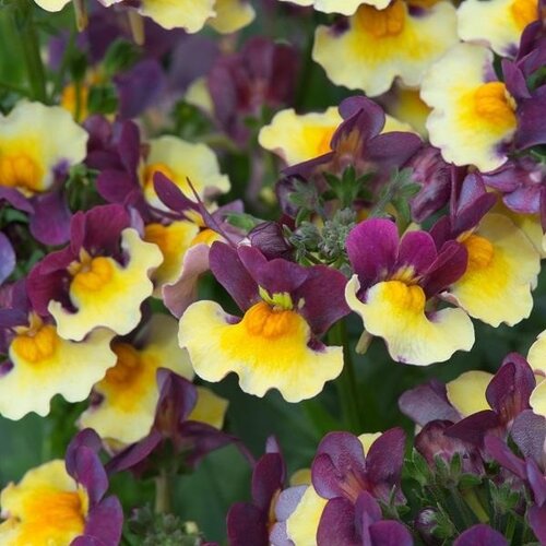 Nemesia Rhubarb and Custard Jumbo Six Jumbo