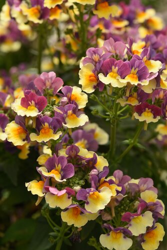 Nemesia Rhubarb & Custard 1L