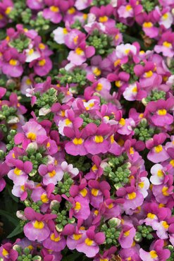 Nemesia Rose 1 Litre