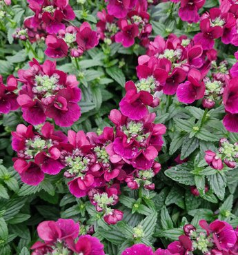 Nemesia Ruby Red 1 Litre