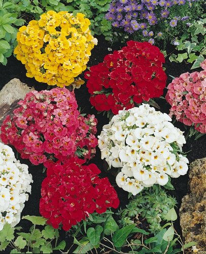 Nemesia Sundrops Mix 6 Pack