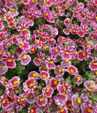 Nemesia Tutti Fruttii 1 Litre