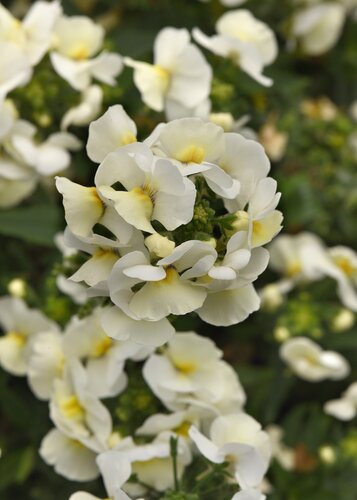 Nemesia White 10.5cm