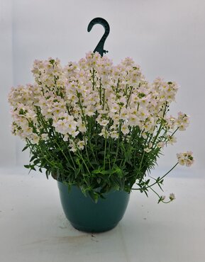 Nemesia Wisley Vanilla Hanging Pot 25cm