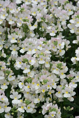 Nemesia Wisley Vanilla Jumbo Six Pack