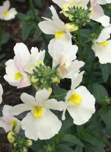 Nemesia Wisley Vanilla Jumbo Six Pack