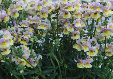 Nemesia Yellow White Bicolour 1 Litre