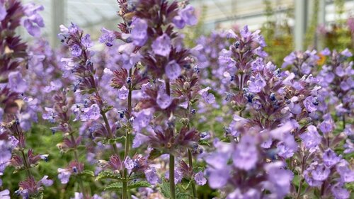 Nepeta Cat''s Pajamas 2 Litre