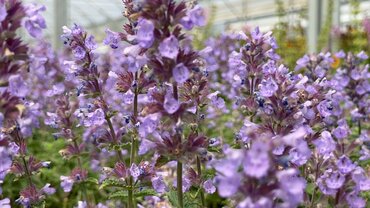 Nepeta Cat''s Pajamas 2 Litre