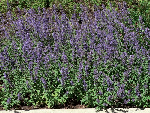 Nepeta Mussinii 9cm