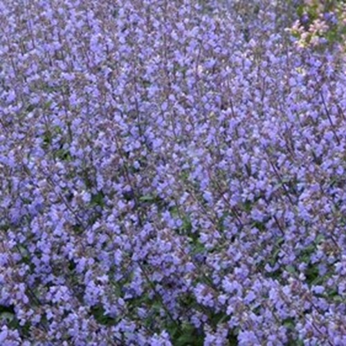 Nepeta Purrsian Blue 3 litre
