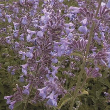 Nepeta Six Hills Giant 2 Litre