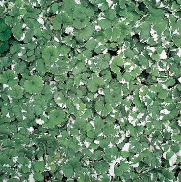 Nepeta Variegated 1 Litre