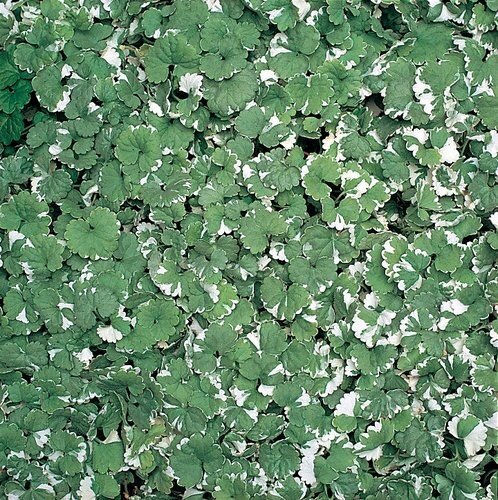 Nepeta Variegated 10.5cm