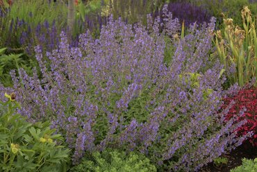 Nepeta X Faassenii Walker's Low 9cm