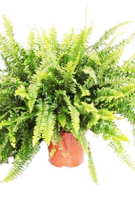 Nephrolepis Green Lady (12cm pot)