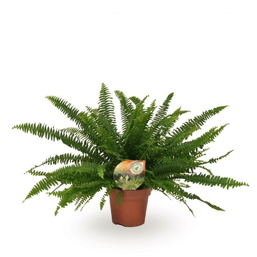 Nephrolepis Green Lady 17cm