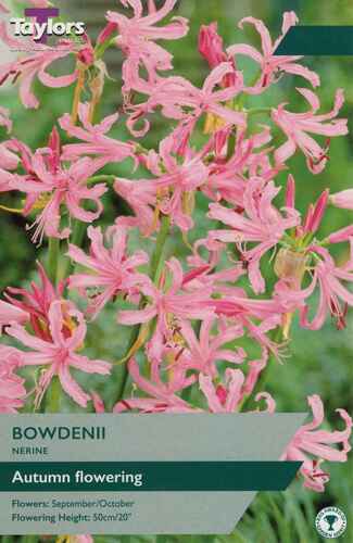 Nerine Bowdenii