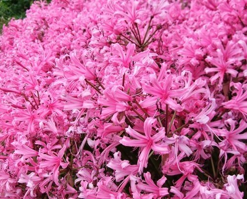 Nerine bowdenii 3 Litre