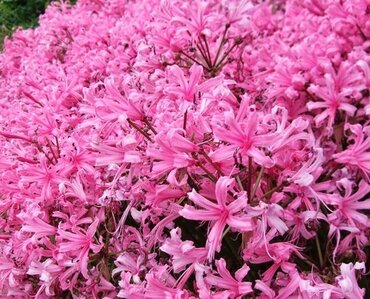 Nerine bowdenii 3 Litre
