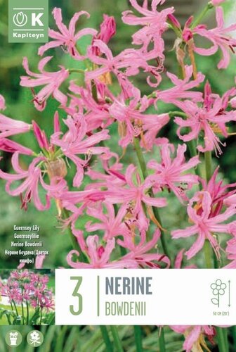 Nerine Bowdenii