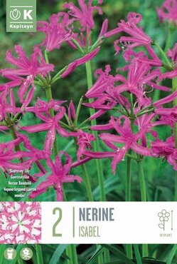 Nerine Bowdenii Isabel