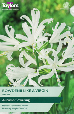 Nerine Bowdenii Like A Virgin