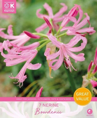 Nerine Bowdenii Promo Pack