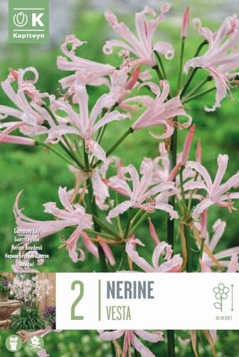 Nerine Bowdenii Vesta