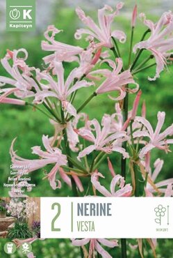 Nerine Bowdenii Vesta