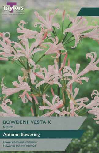 Nerine Bowdenii Vesta K