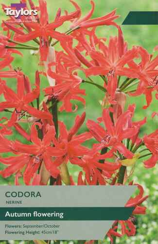 Nerine Codora
