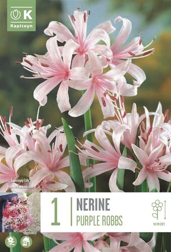 Nerine Sardiensis Purple Robbs